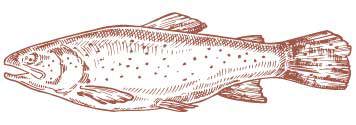 Illustration of a Danish rainbow trout, the source of Priess & Co. caviar.